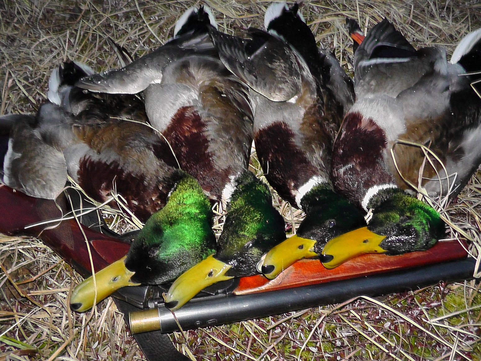 Охота на утку весна 2019. Весений селезень..mp4 смотреть онлайн