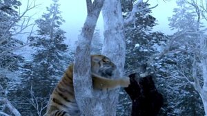 Огромный ТИГР ? напал на человека