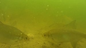 Кормушка флэт метод, пенопласт и подлещики.Подводное видео.