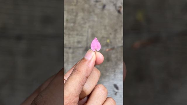 Pretty Little Pink Bougainvillea