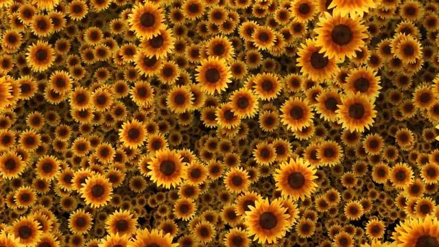 Beautiful Sunflowers Video Background HD 1080p смотреть онлайн