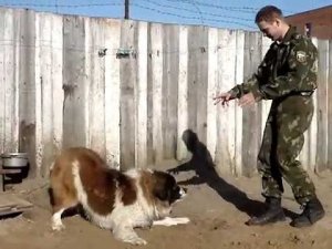 Московская сторожевая Юкос-Стич 2007 г.