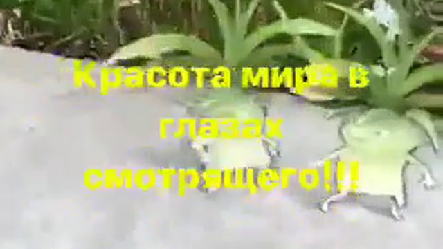 video-1542274246 смотреть онлайн