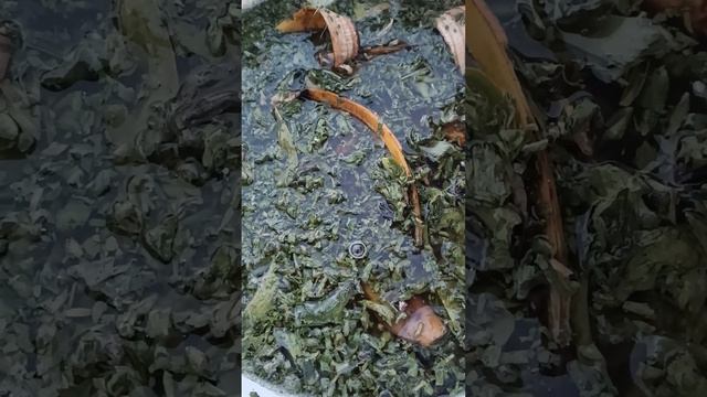 Sıvı gübremi yapıyorum. Stevia yaprakları, aloe vera, zencefil ve muz kabukları смотреть онлайн