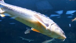 Москвариум ВДНХ Океанариум