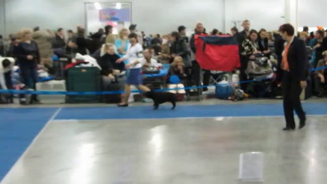 Евразия 2013 г. Кобели юниоры №5570. ZON MIREKL VALENTINO MON SHER смотреть онлайн