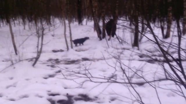 Ягд с кабаном смотреть онлайн