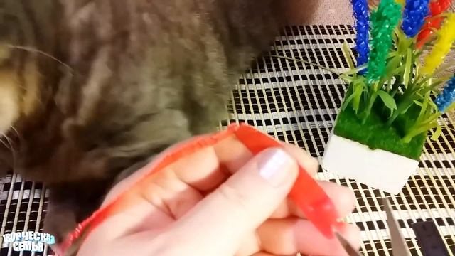 ЦВЕТЫ ЛАВАНДА из коктейльных трубочек и помощник кот"Фунтик" смотреть онлайн