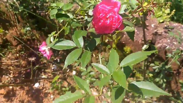 Kerala rose plant смотреть онлайн