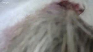 Мокрое валяние ✿ Варежки из шерсти ✿ Мастер класс Татьяны Зеневой