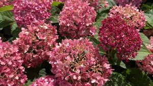 INVINCIBELLE MINI MAUVETTE® Hydrangea | www.gardencrossings.com