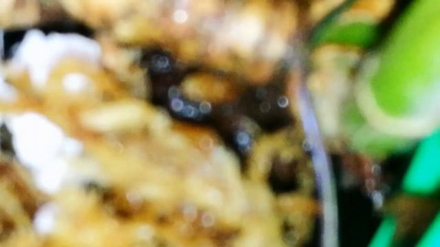 КАТТЛЕИ ПОДРОСТКИ. ДЕЛЕНИЕ БОЛЬШОЙ КАТТЛЕИ.УХОД.