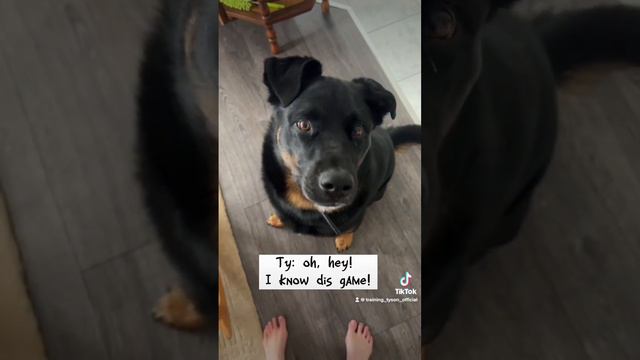 10 Sounds Tyson Loves  ||  #rottweiler #germanshepherd #blacklab #10soundsdogslove