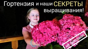 Гортензия. Все правила выращивания для начинающих . Опыт из своей садовой жизни