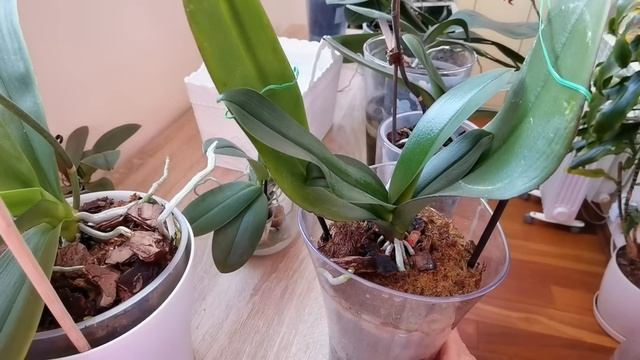 Орхидея БЕЗ ЕДИНОГО КОРНЯ Кливленд./ Корни моих орхидей в РАЗНЫХ посадках. смотреть онлайн