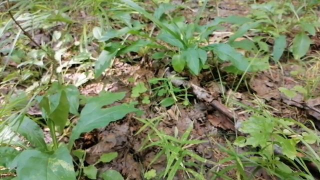 Пусть распускаются цветы в саду весеннем у реки ??? смотреть онлайн