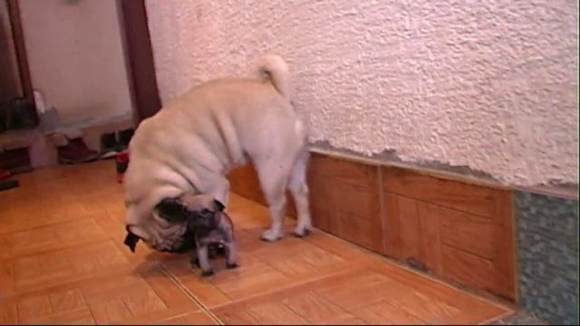 Мопс!!!!14.04.2014 принцесса мопсичка)))) нам 1 месяц смотреть онлайн