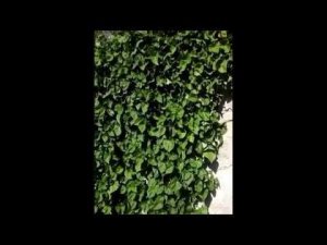 БГВ 48 Батат в Новороссийске 16 10 18