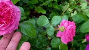 Розы. Взрыв цветения!!! Восхищению нет предела. Мои покупки в питомнике Грандифлора.???