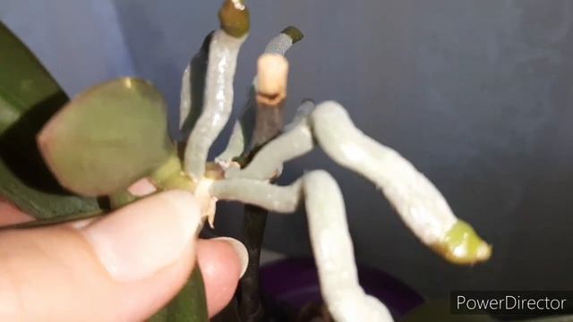 Орхидея: Как Отделить Детку от Цветоноса (25.03.20._ смотреть онлайн