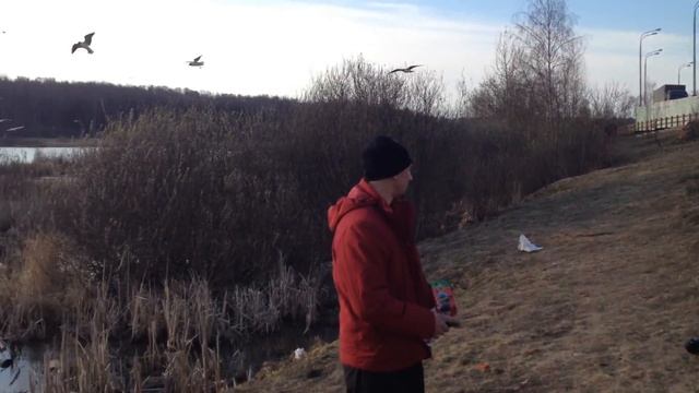 Чайки в Москве смотреть онлайн