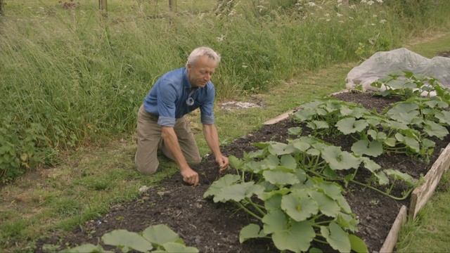 Dealing with bindweed, the long haul and mulch reduces the work смотреть онлайн