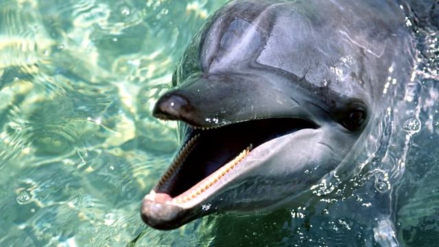 Развивающий Мультик для детей - Дельфин - куклы ЛОЛ интересные факты про дельфина смотреть онлайн