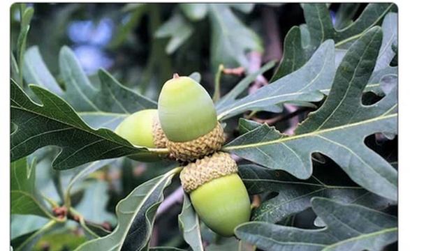 Семена дуба белого quercus alba купить продажа смотреть онлайн