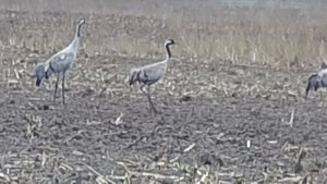 Crow Hunting 2021. Охота с пневматикой CRICKET II. Ворона. Крыса. Чайка. Кроухантинг
