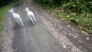 Козу укусила гадюка что делать? Советуйте как можно скорей?