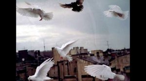 Стая ручных сизарей