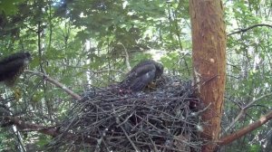 Птенцы ястреба-перепелятника защищают свою еду  ( Accipiter nisus )