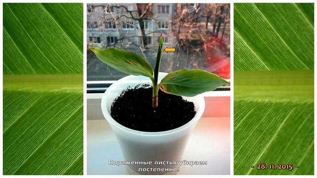 Как вырастить Карликовый Банан дома (часть 2) смотреть онлайн