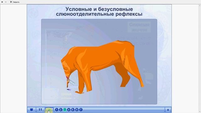 Условные и безусловные рефлексы. Слюноотделение. ЕГЭ и ОГЭ по биологии
