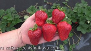 КАПРИ ремонтантный сорт клубники