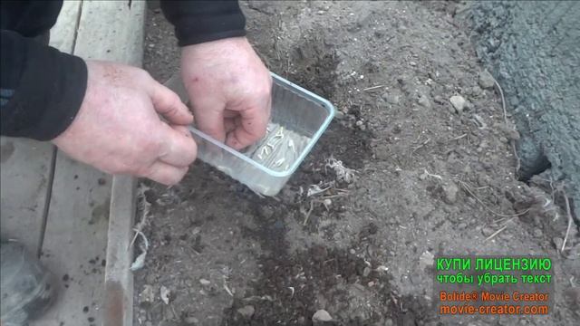 Посадка семян огурцов в теплице!