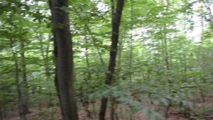 Бук в Закарпатье. Возраст дерева 500 лет.