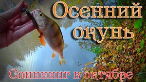 ОКУНЬ ОСЕНЬЮ. Ловля на спиннинг. Джиг