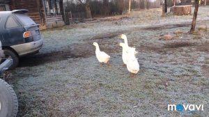 Продаем семью гусей