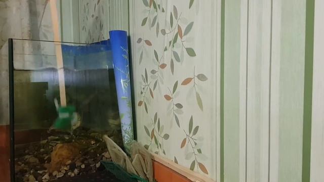 Кормление змееголова навагой или реакция змееголова на мёртвую рыбу смотреть онлайн