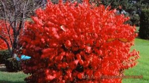 Бересклет крылатый (euonymus alatus) ? крылатый бересклет обзор: как сажать, крупномеры бересклета