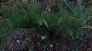 Хвойные Часть 2/ Красивые можжевельники в осеннем саду/ Обзор 12 сортов/ Композиции с кустарниками