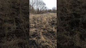 Электро пастух в деле