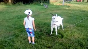 Кормление коз, детский отдых  Полесск