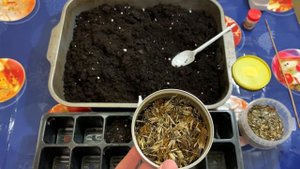 Сажаем бархатцы