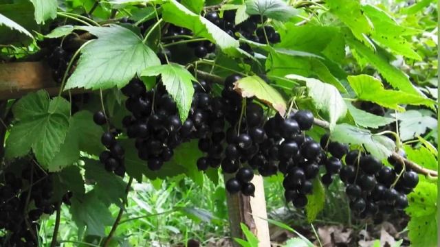 Подкормка СМОРОДИНЫ про которую все молчат! Ягода КРУПНАЯ и СЛАДКАЯ. Чем подкормить смородину весно