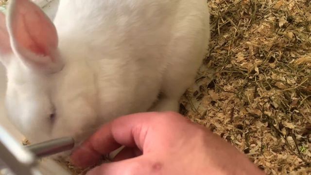 Cute Bunny Rabbits In PetShop Store TheReef Gibraltar / Милые Зайцы Кролики Зоомагазин Риф Гибралта смотреть онлайн