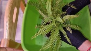 Пересадка Папоротника перевалкой на фитиль | Папоротник Нефролепис Экзальтата от 16.09.20