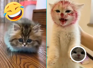 Смешные и милые котята - подборка с котами и котятами - апрель - ч.2