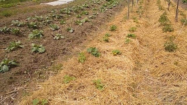 Интавир против мошек